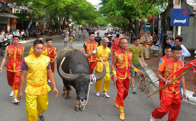 rước trâu vào hội