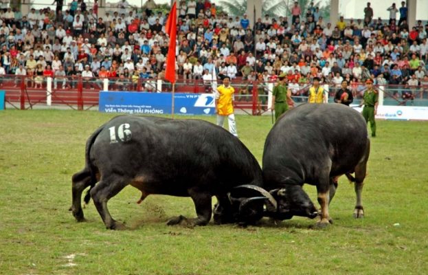 chọi trâu